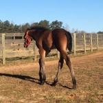 AMOUS - Out of Only The Blue Will Do (Owned by Marlee Canfield)